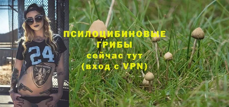 Галлюциногенные грибы Psilocybine cubensis Зея